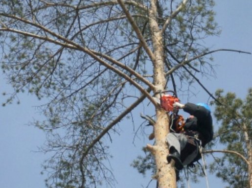 Спил и вырубка деревьев стоимость услуг и где заказать - Воронеж