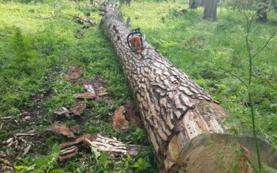 Спил и вырубка деревьев, корчевание пней - Нововоронеж, цены, предложения специалистов
