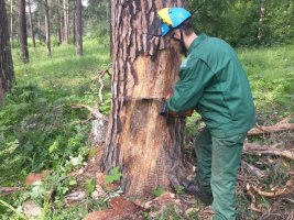 Спил и вырубка деревьев, кронирование, удаление старых деревьев стоимость услуг и где заказать - Воронеж