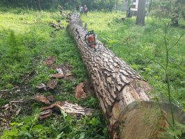 Спил и вырубка деревьев, корчевание пней стоимость услуг и где заказать - Воронеж